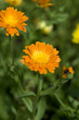 Ringelblume; Calendula, Officinalis