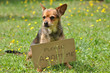 message du chien message du chien