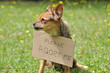 adopter un chien adopter un chien