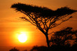 Acacia Tree Sunset, Serengeti, Africa Acacia Tree Sunset, Serengeti, Africa