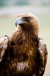 Golden Eagle bird of prey