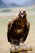 Shouting Golden Eagle