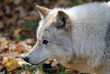 Arctic Wolf