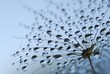 dandelion seeds