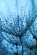 dandelion seeds