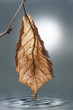 Herbstblatt