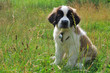 Saint bernard chiot