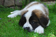 Saint bernard couché