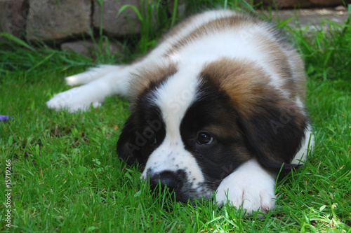 Saint bernard couché