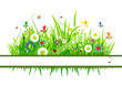 Summer meadow beautiful