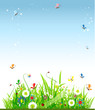 Summer meadow beautiful