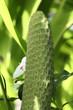 fruit comestible du philodendron 