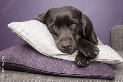 labrador dog lying on pillows