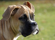 boxer dog