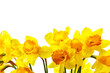 Yellow daffodils