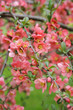 japanese quince branch - blossoming