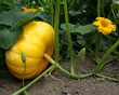 Photo: Potiron Potiron