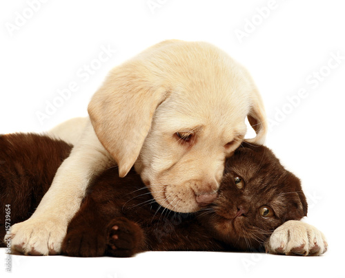 Kitten and a pup together. Kitten and a pup together.