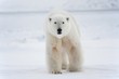 Polar bear