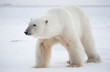 Polar bear