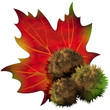 Castagna Foglia-Chestnut Leaf-Châtaigne Feuille