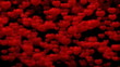 Little red hearts all over - digital animation