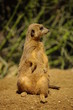 Erdmännchen