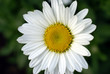 Daisy in Bloom