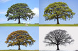 Oak Tree Four Seasons Oak Tree Four Seasons