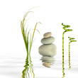 Zen Garden Peace