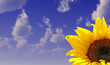 Sonnenblume