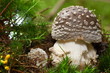 Pantherpilz 3735