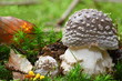 Pantherpilz 3737