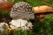 Pantherpilz 3741