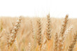 Golden wheat growing in a farm field