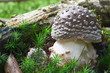 Pantherpilz 3724