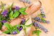 Herbs & Lavender