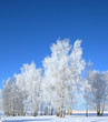 Cold winter day, beautiful hoarfrost and rime on trees