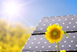 Solar panels in a yellow field Solar panels in a yellow field