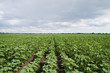 field of green sunflowers