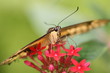 Schmetterling