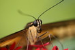 Schmetterling