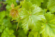 young leaf on the bush of vine