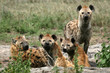 Hyena - Serengeti, Africa Hyena - Serengeti, Africa