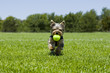 puppy running