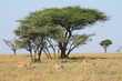 Gepard