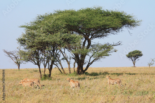 Photo: Gepard Gepard