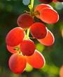 grapes cluster