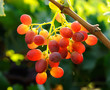 grapes cluster