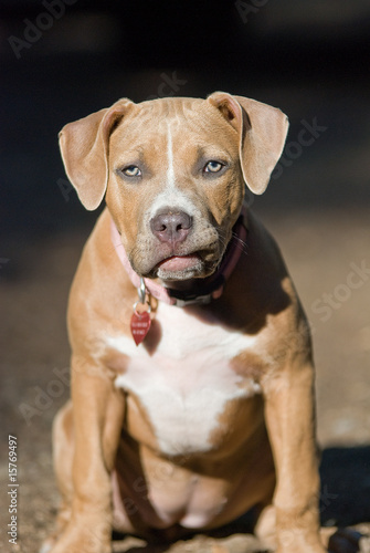 Photo: Pitbull puppy Pitbull puppy
